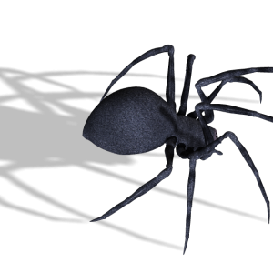 Black widow spider PNG image