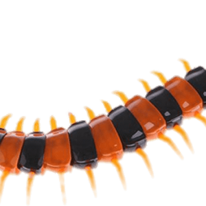 Centipede PNG