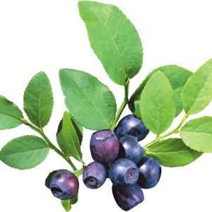 Blueberries PNG