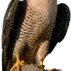 Falcon PNG