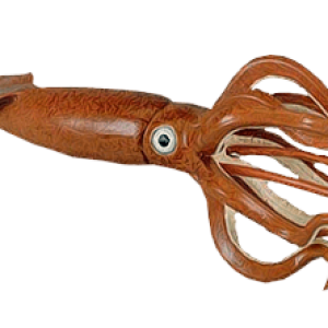 Squid PNG