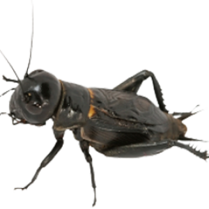 Cricket insect PNG