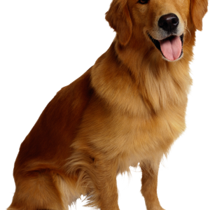 Dog PNG