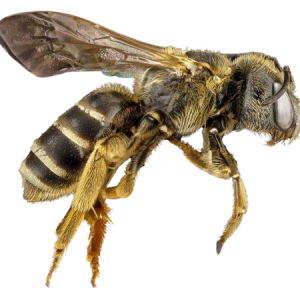 Bee PNG