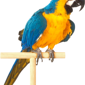Parrot PNG image