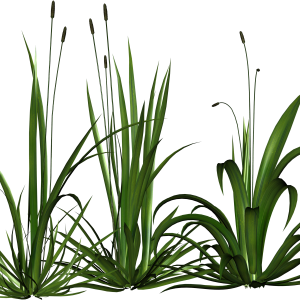 green grass pieces PNG
