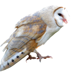 Owl PNG