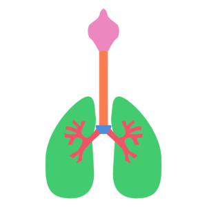 Lungs PNG
