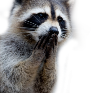 Raccoon PNG