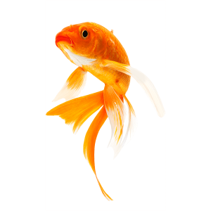 Goldfish PNG