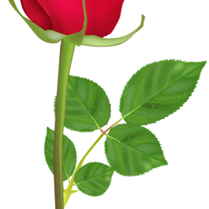 Rose PNG