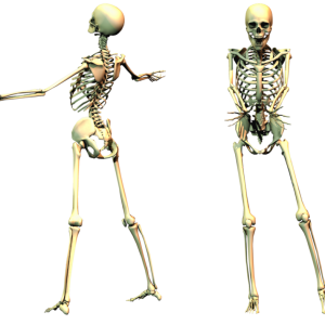 Skeleton PNG