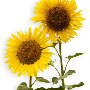 Sunflowers PNG