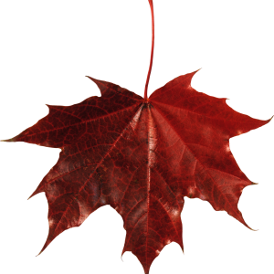 autumn PNG leaf