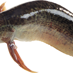 Fish PNG