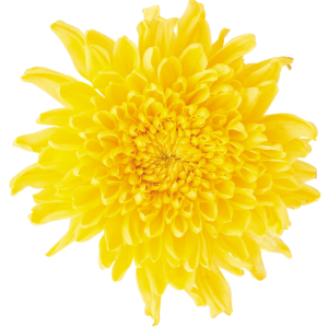 Dandelion PNG