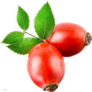 Rose hip PNG