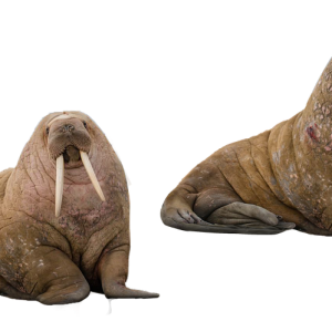 Walrus PNG image