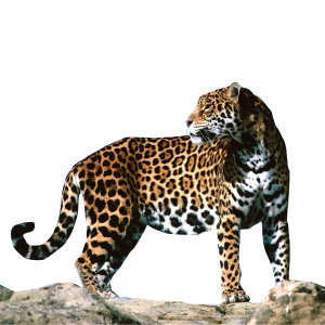 Jaguar PNG