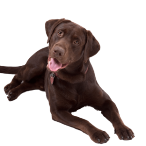 Labrador Retriever PNG