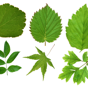 Green leaf PNG