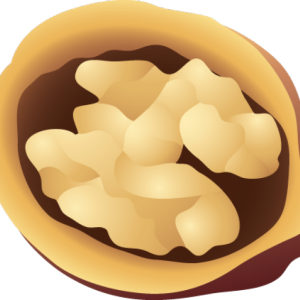 Walnut PNG