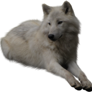 Wolf PNG