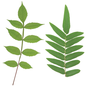 Green leaf PNG
