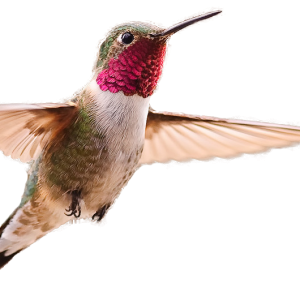 Hummingbird PNG