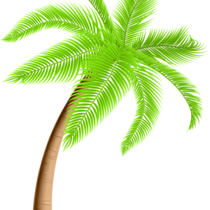 Palm tree PNG