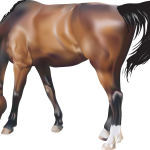 Horse png image