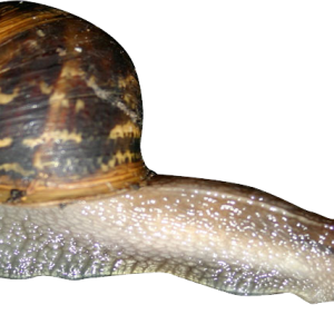 Snail PNG