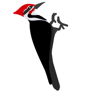 Woodpecker PNG