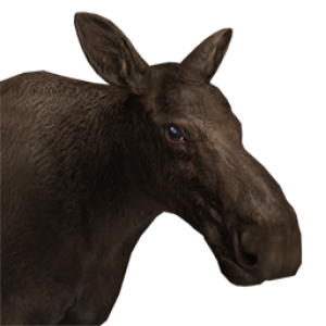 Moose, elk PNG