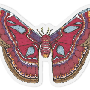 Moth PNG