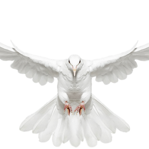 white dove pigeon PNG