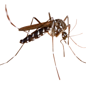 Mosquito PNG