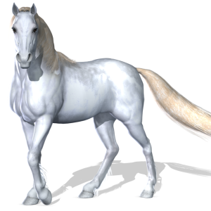 Horse png image