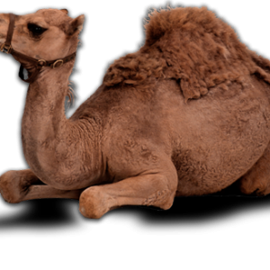 Camel PNG