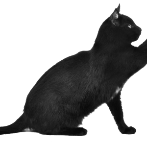 Playing cat PNG