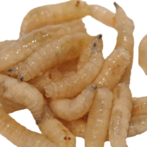 Maggots PNG