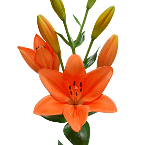 Lilium PNG