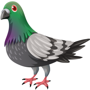 Pigeon PNG