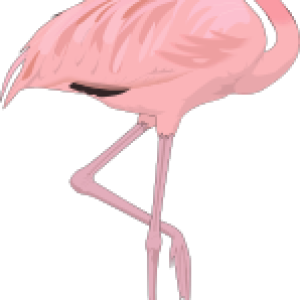 Flamingo PNG