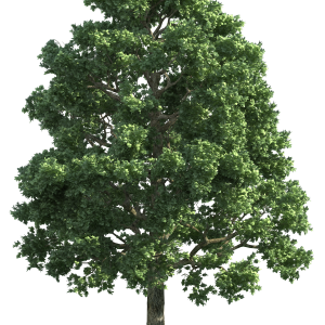 tree PNG