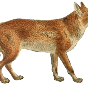 Jackal, coyote PNG