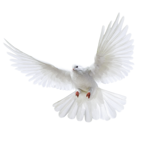 White flying pigeon PNG image