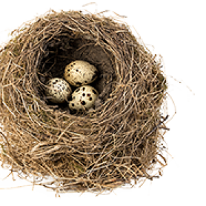 Nest PNG