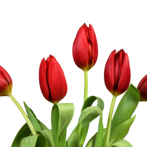 Bouquet flowers PNG
