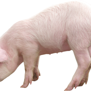 pig PNG image